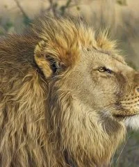Africa Travel