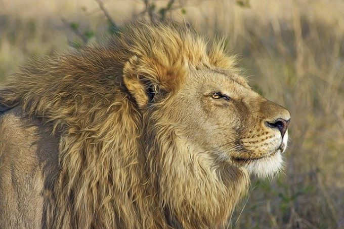 Africa Travel