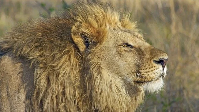 Africa Travel